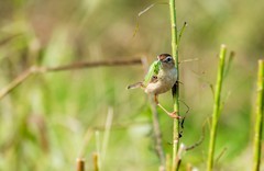 棕扇苇莺（七十三）