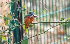 小翠鸟（二十）