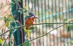 小翠鸟（二十）