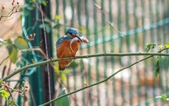 小翠鸟（二十）