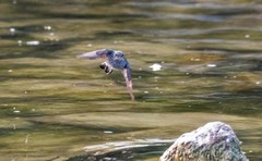 红尾水鸲（十五）