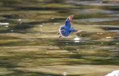 红尾水鸲（十五）