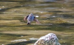 红尾水鸲（十五）