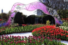 马鞍池公园郁金香花展 (10)