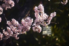 早樱2*汉口江滩——武汉随笔