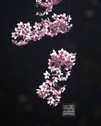 早樱2*汉口江滩——武汉随笔