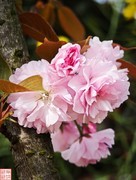 2025.4.4春天的花（4）