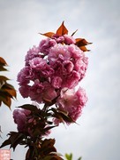 2025.4.4春天的花（4）