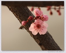 美人梅【丙午年-025】