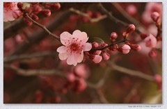 美人梅【丙午年-025】