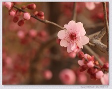 美人梅【丙午年-025】