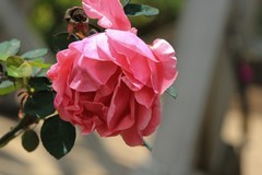 拍摄花卉一（1096）