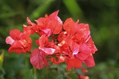 拍摄花卉一（1096）