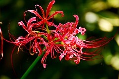 红石蒜花开满人间