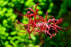 红石蒜花开满人间