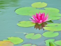 【视觉光影】荷 莲 悦 色（22）