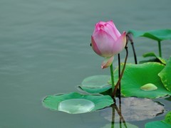 【视觉光影】荷 莲 悦 色（22）