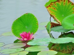 【视觉光影】荷 莲 悦 色（22）