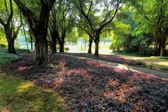 海珠区的会展公园。