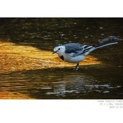 光影中的白鹡鸰