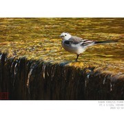 光影中的白鹡鸰