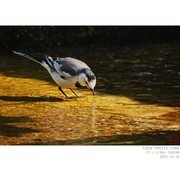 光影中的白鹡鸰