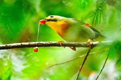 红豆杉树上的红嘴相思鸟