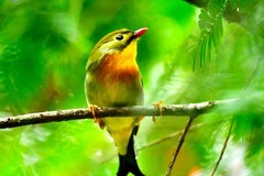 红豆杉树上的红嘴相思鸟