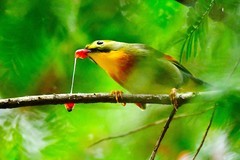 红豆杉树上的红嘴相思鸟