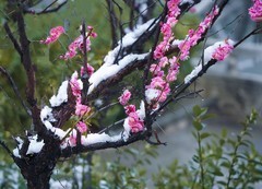 红梅傲雪（11）