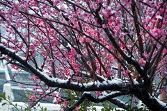 红梅傲雪（11）