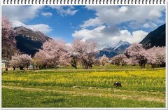 2026年-西藏林芝桃花纪实抓拍-0204