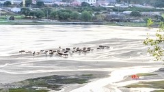 金秋乌兰布统-天太永（10）