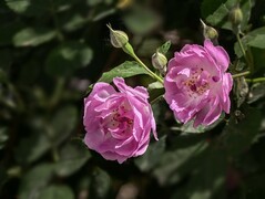 2026089 蔷微花