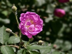 2026089 蔷微花