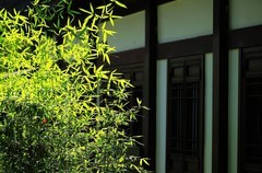 江心屿风光 (12)