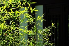 江心屿风光 (12)