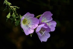 月见草