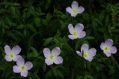 月见草