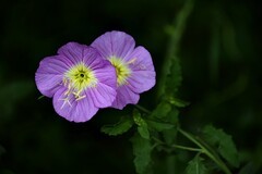 月见草