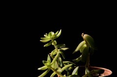 2026花卉植物赏析———多肉【1】