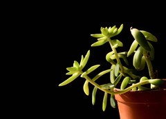 2026花卉植物赏析———多肉【1】