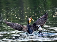 【视觉光影】明 湖 鸬 鹚 （8）