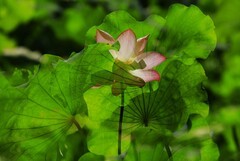 荷花 (77)