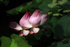 荷花 (77)