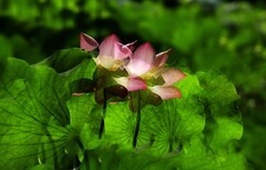 荷花 (77)