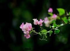 路边的簕杜鹃。