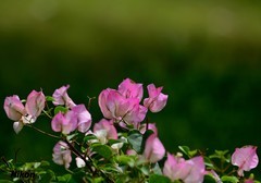 路边的簕杜鹃。