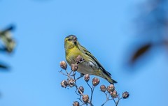 小黄雀（十六）