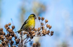 小黄雀（十六）